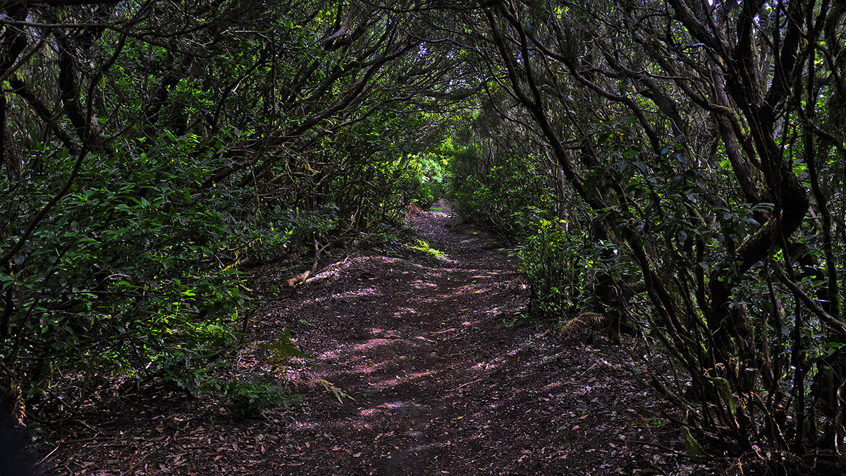 Waldweg