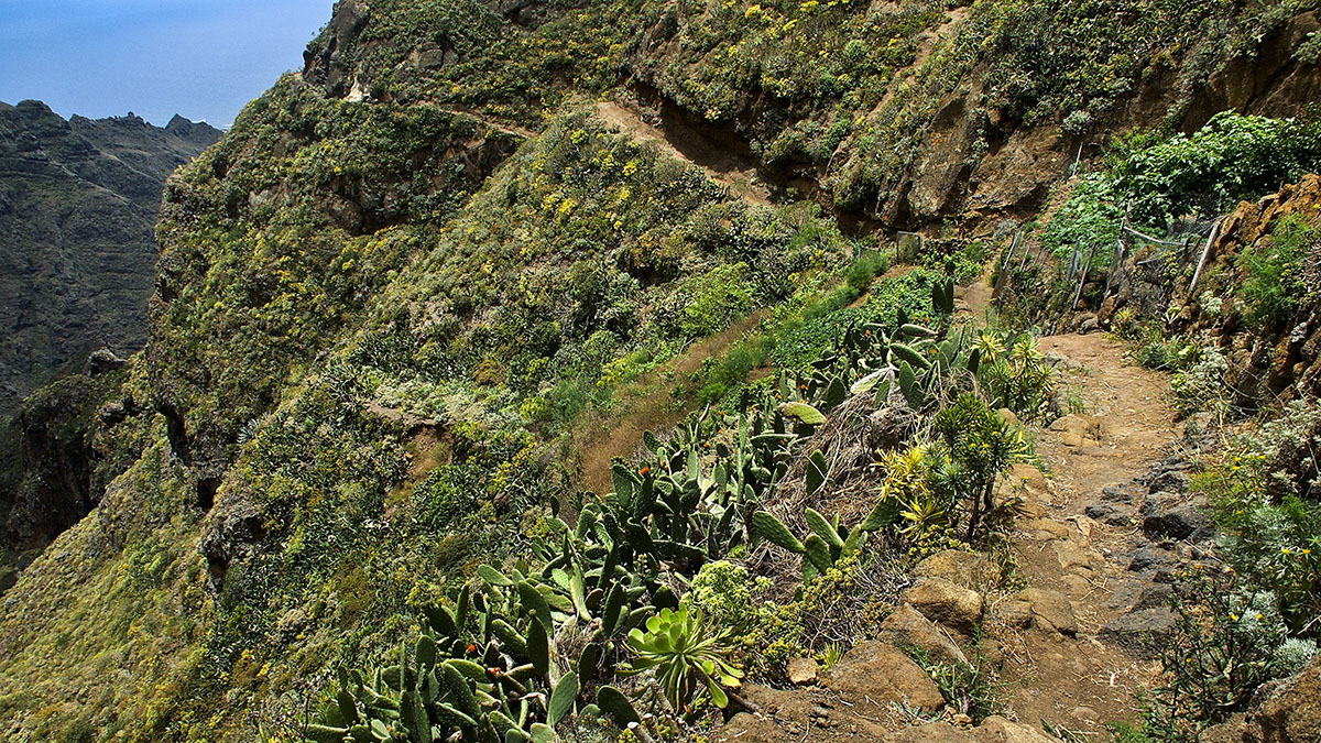 Weg nach Punta Hidalgo